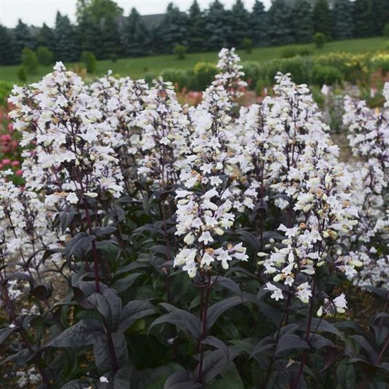 Penstemon digitalis 'Onyx and Pearls' - Bugatölcsér Penstemon digitalis 'Onyx and Pearls' - Bugatölcsér