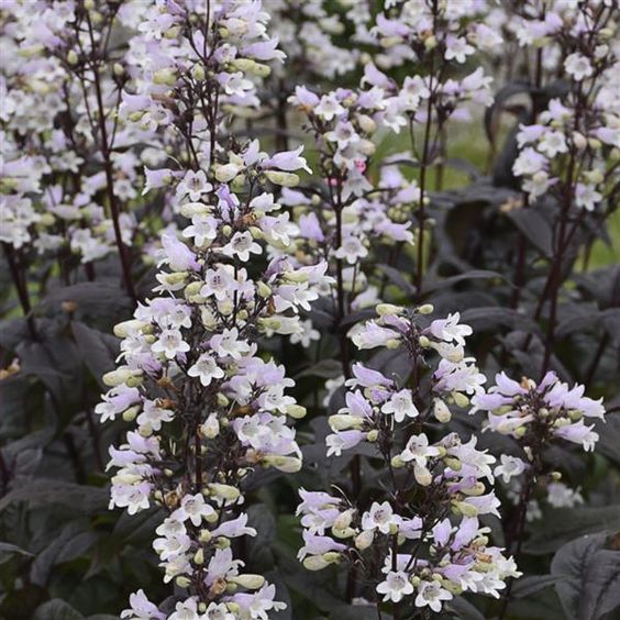 Penstemon digitalis 'Onyx and Pearls' - Bugatölcsér Penstemon digitalis 'Onyx and Pearls' - Bugatölcsér