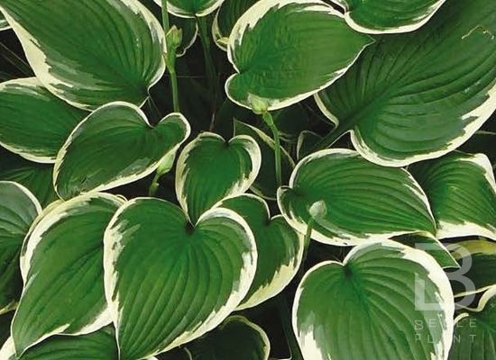 Hosta 'Francee' - Árnyékliliom Hosta 'Francee' - Árnyékliliom