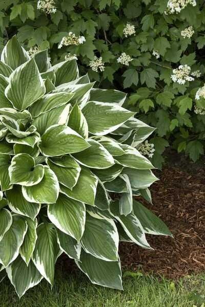 Hosta 'Francee' - Árnyékliliom Hosta 'Francee' - Árnyékliliom