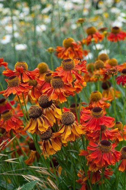 Helenium 'Moerheim Beauty' - Őszi napfényvirág