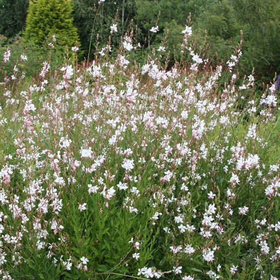 Gaura lindheimeri 'Whirling Butterflies' - Évelő díszgyerta Gaura lindheimeri 'Whirling Butterflies' - Évelő díszgyerta