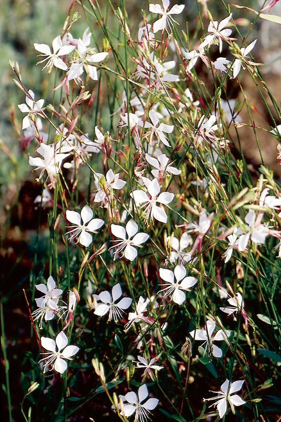 Gaura lindheimeri 'Whirling Butterflies' - Évelő díszgyerta Gaura lindheimeri 'Whirling Butterflies' - Évelő díszgyerta