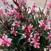 Gaura lindheimeri 'Gambit Pink' -évelő díszgyerta Gaura lindheimeri 'Gambit Pink' -évelő díszgyerta