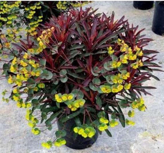 Euphorbia cyparissias 'Fens Ruby' – Farkas kutyatej Euphorbia cyparissias 'Fens Ruby' – Farkas kutyatej