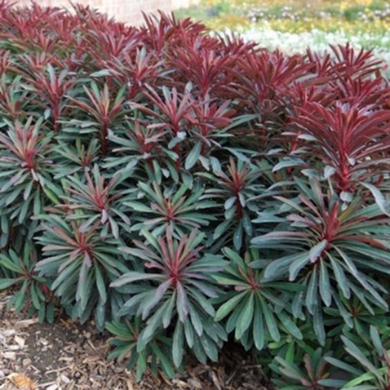 Euphorbia cyparissias 'Fens Ruby' – Farkas kutyatej Euphorbia cyparissias 'Fens Ruby' – Farkas kutyatej