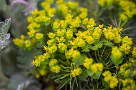 Euphorbia cyparissias 'Fens Ruby' – Farkas kutyatej Euphorbia cyparissias 'Fens Ruby' – Farkas kutyatej