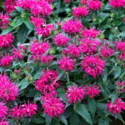 Monarda didyma 'Balmy Rose'® - Vörös méhbalzsam