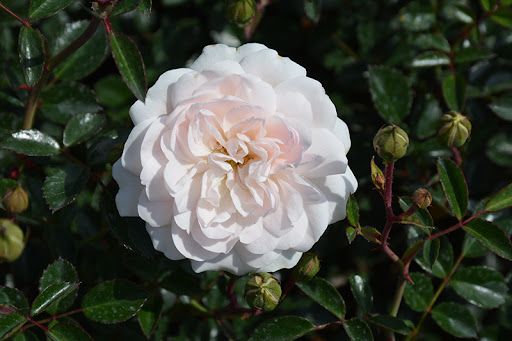 Rosa 'Sea Foam' - Rózsa talajtakaró hibrid