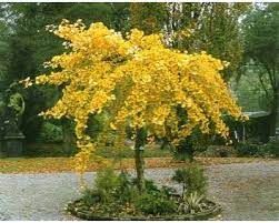 Gingko biloba 'Pendula' - páfrányfenyő