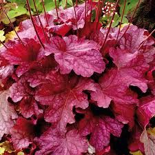 Heuchera 'Berry Smoothie' - tűzeső