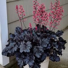 Heuchera 'Timeless Night' - tűzeső