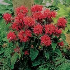 Monarda 'Fireball' - méhbalzsam Monarda 'Fireball' - méhbalzsam