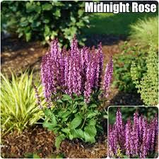 Salvia nemorosa 'Midnight Rose' - ligeti zsálya