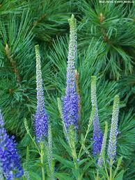 Veronica longifolia 'Christa' - hosszúlevelű veronika Veronica longifolia 'Christa' - hosszúlevelű veronika