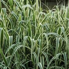 Arundo donax 'Ely' - tarka levelű olasznád Arundo donax 'Ely' - tarka levelű olasznád