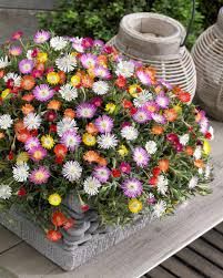 Delosperma 'Jewel of Desert mix' - délvirág Delosperma 'Jewel of Desert mix' - délvirág