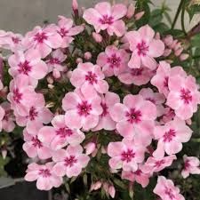Phlox paniculata 'Early Pink' - bugás lángvirág Phlox paniculata 'Early Pink' - bugás lángvirág