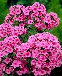 Phlox paniculata 'Eva Cullum' - bugás lángvirág Phlox paniculata 'Eva Cullum' - bugás lángvirág