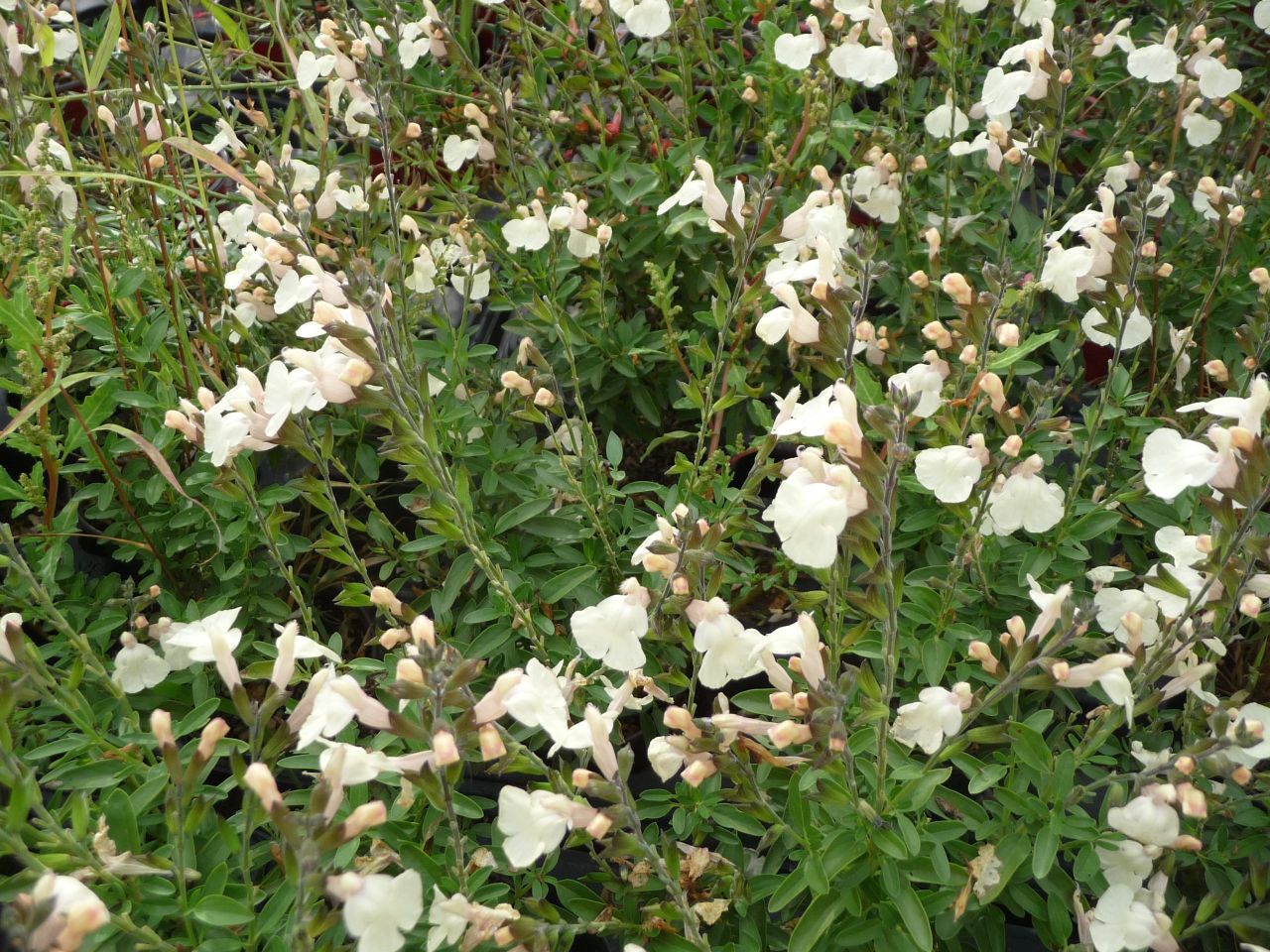 Salvia greggii 'Visional Cream' - őszi zsálya 