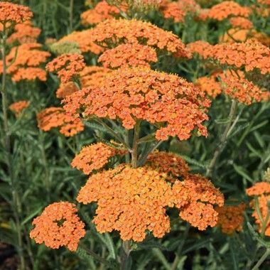 Achillea Terracotta' - Cickafark Achillea Terracotta' - Cickafark