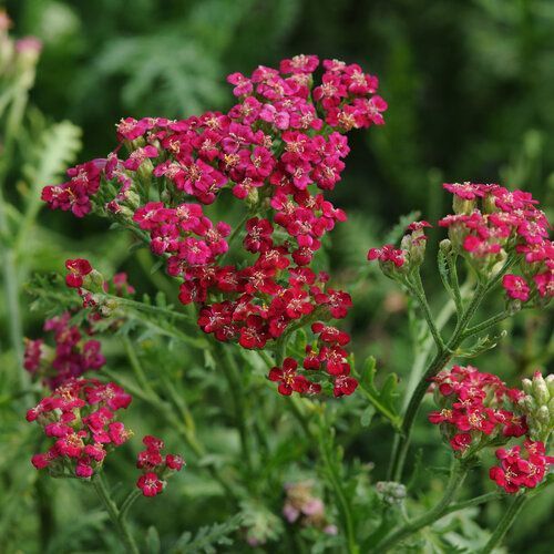 Achillea millefolium 'New vintage red' - Cickafark