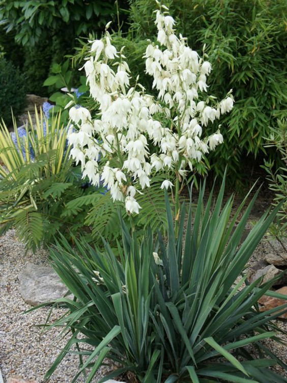 Yucca filamentosa - Kerti pálmaliliom