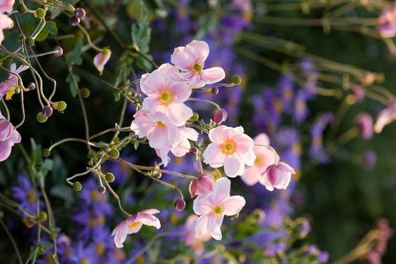 Anemone x hybrida 'Königin Sharlotte' - Szellőrózsa 