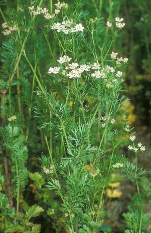 Coriandrum sativum - Koriander