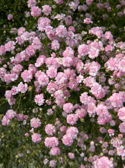 Gypsophila paniculata 'Flamingo' - Buglyos fátyolvirág 