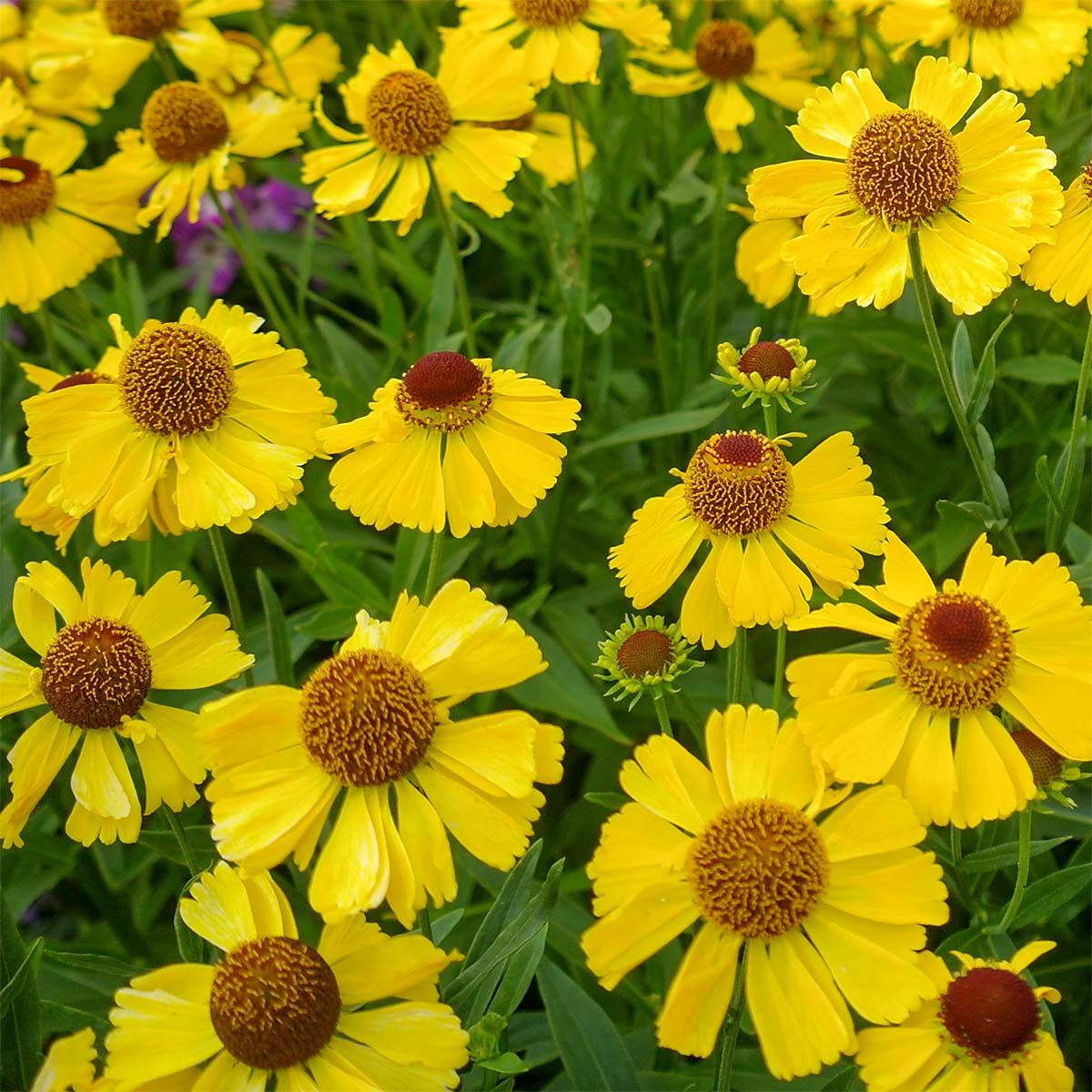 Helenium'Wesergold' - Őszi napfényvirág 