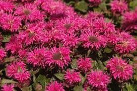 Monarda didyma 'Bubblegum blast' - Méhbazsam 