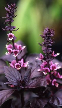 Ocimum basilicum "Red rubin" - Bazsalikom 