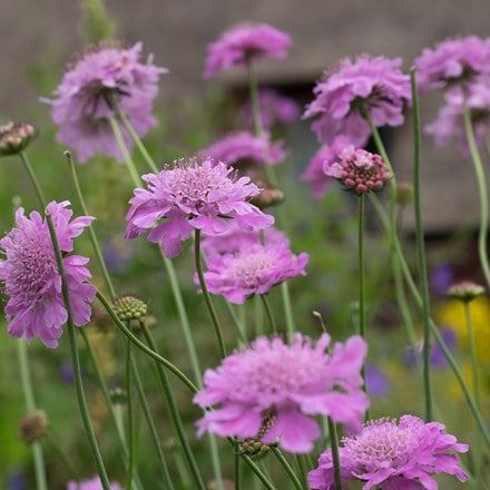 Scabiosa ' Kudo Pink' - Ördögszem Scabiosa ' Kudo Pink' - Ördögszem
