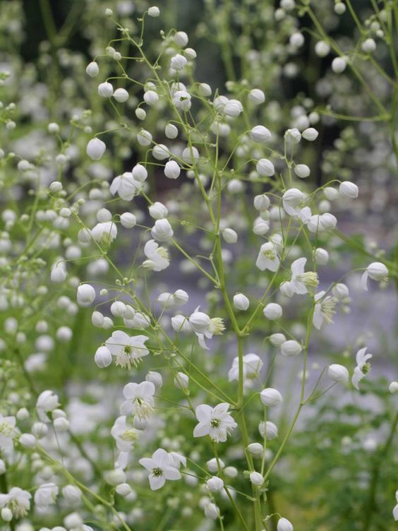 Thalictrum delavay 'Splendid white' - Borkóró 