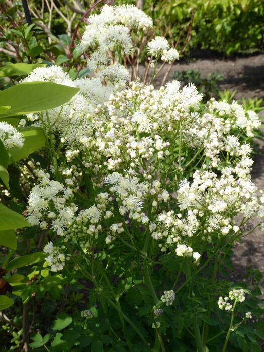 Thalictrum delavay 'Splendid white' - Borkóró 