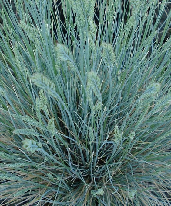 Festuca glauca ' Intense Blue' - Kék csenkesz 