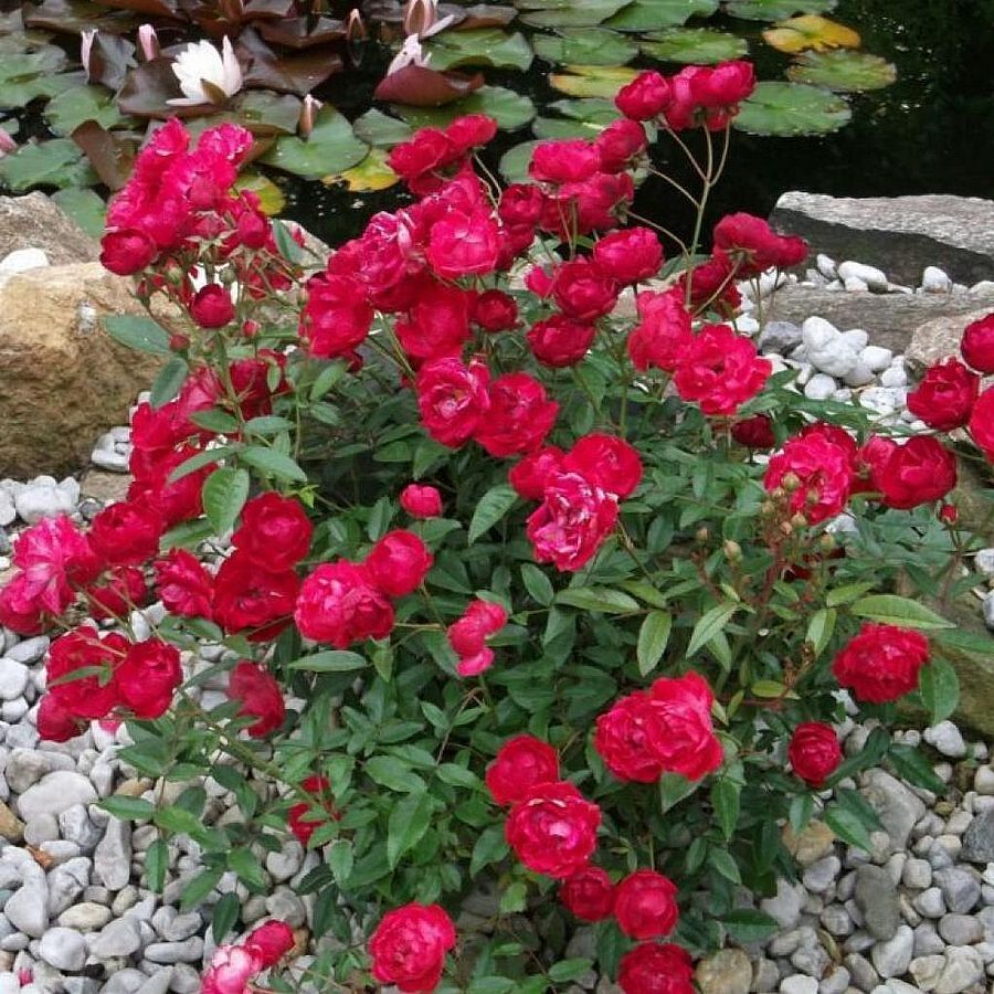 Rosa 'Rubinia' - Talajtakaró rózsa 