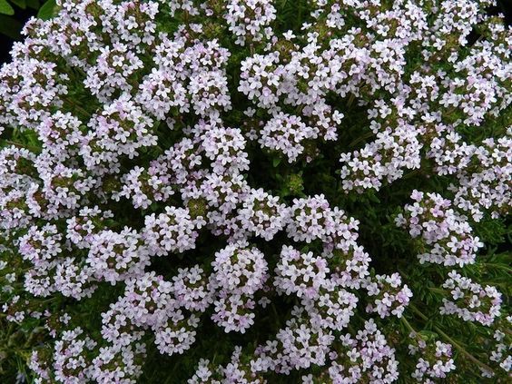 Thymus vulgaris - kerti kakukkfű Thymus vulgaris - kerti kakukkfű