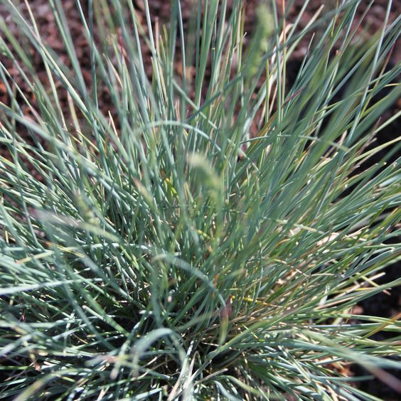 Festuca 'Blaugut' - Csenkesz 