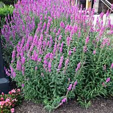 Achillea '- Lythrum salicarpa - Cickafark - réti füzény egybe ültetve Achillea '- Lythrum salicarpa - Cickafark - réti füzény egybe ültetve