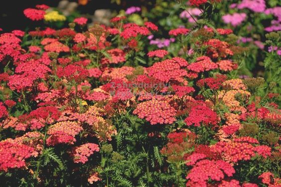 Achillea 'Safran' - Cickafark