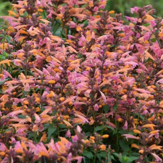Agastache 'Morello' - Izsópfű Agastache 'Morello' - Izsópfű
