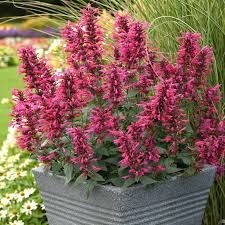 Agastache 'Morello' - Izsópfű Agastache 'Morello' - Izsópfű