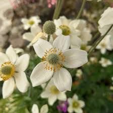 Anemone xlesseri 'Spring Beauty Pink' S.B. White- szellőrózsa Anemone xlesseri 'Spring Beauty Pink' S.B. White- szellőrózsa