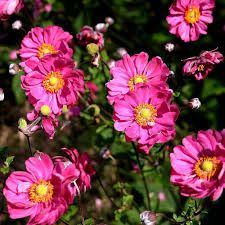 Anemone x hybrida 'PAMINA' - japán szellőrózsa Anemone x hybrida 'PAMINA' - japán szellőrózsa