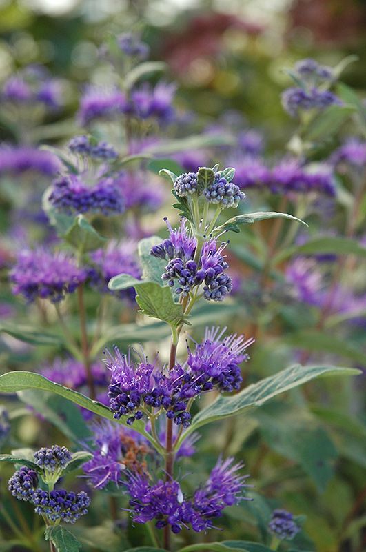 Caryopteris x clandoniensis 'Blue Cloud' - kékszakáll 