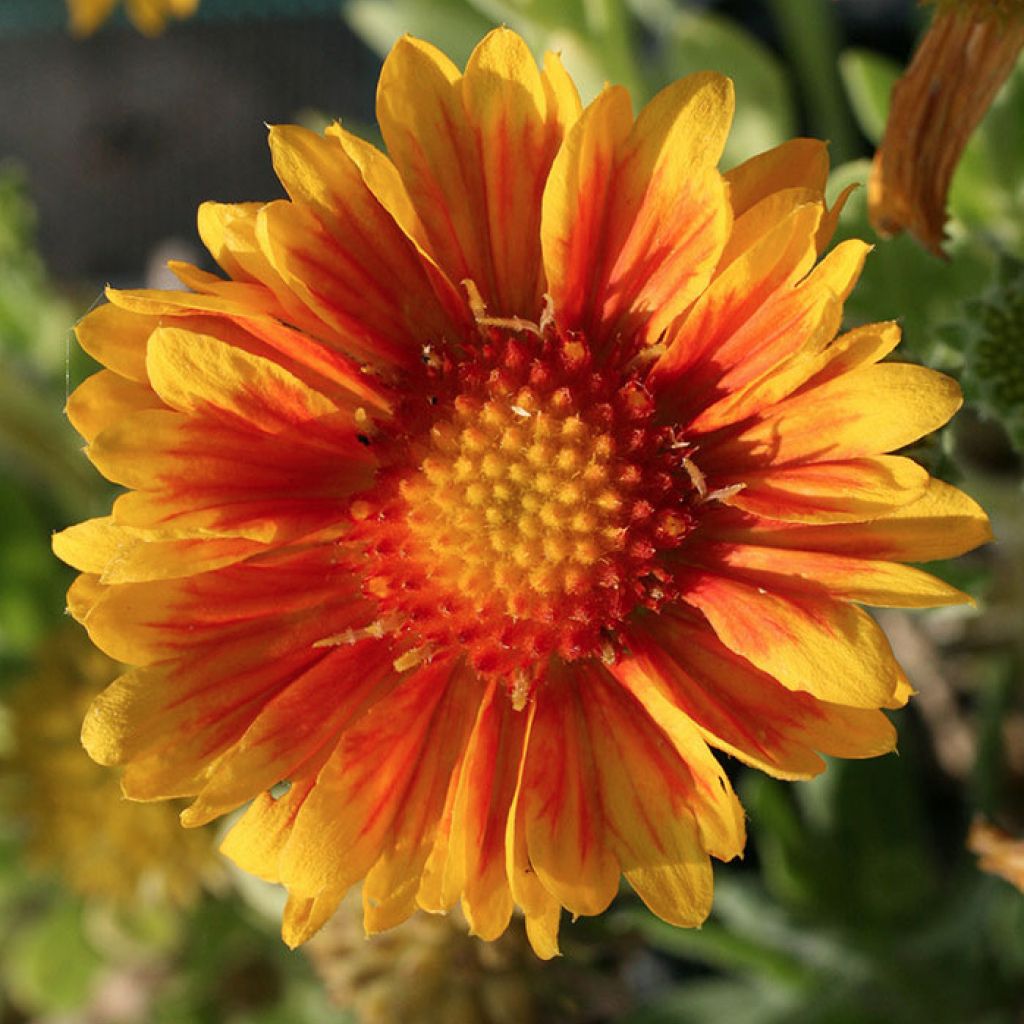Gaillardia 'Arizona African Sunset' - Kokárdavirág Gaillardia 'Arizona African Sunset' - Kokárdavirág