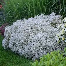 Gypsophila paniculata 'Summer Sparkles'- buglyos fátyolvirág Gypsophila paniculata 'Summer Sparkles'- buglyos fátyolvirág