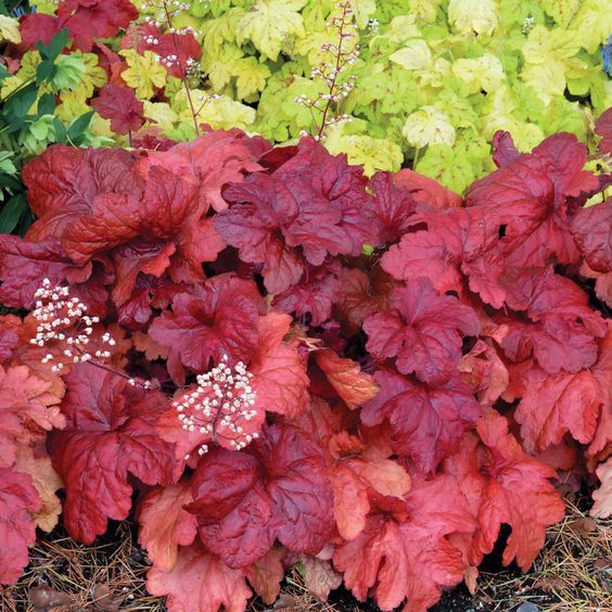 Heuchera 'Fire Alarm' - Tűzeső Heuchera 'Fire Alarm' - Tűzeső